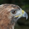 Caribbean Hawk profil fotoğrafı