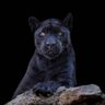 Black Panther's profile picture