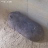さち🐨 的头像