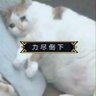 菠萝橘🩵☁ 的头像