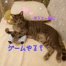 Фото профиля きらら@🎮