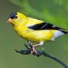 HaroldFinch's profile picture