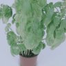 A Plant profil fotoğrafı