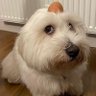 Profilbild von Cy