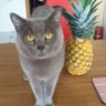 Profilbild von laurraca