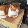卍ゆのちゃんまん卍🐈(=^x^=) 的头像