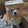 Profilbild von ちょこびす