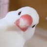 ぽん🌼うちの子デザインCo.'s profile picture