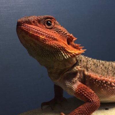 KjrzeWiztWroDn's profile picture