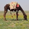 Фото профиля سامي