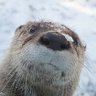 Profilbild von Festouille