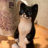 まいける 的头像