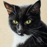 MistyMoggy 的头像