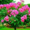 Profilbild von نظام الدین پکتین