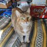 Qidos profil fotoğrafı
