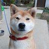 柴犬 的头像