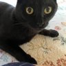 Profilbild von 黒猫こげこ