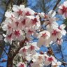 Фото профиля ハトぽぽぽ
