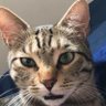 Roni Mizrahi's profile picture