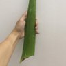 广A 的头像