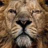 balu Moralee profil fotoğrafı