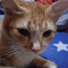Yudatwitlah profil fotoğrafı