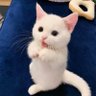 𝑆𝐻𝐺𝑎𝑚✨ 的头像