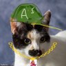 Knowshona the Cat's profile picture