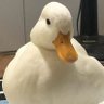plutoisnormal profil fotoğrafı