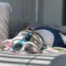 MydogJuju's profile picture