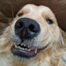TJ profil fotoğrafı