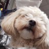 聖獣婆羅護吽's profile picture
