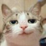 Profilbild von 纽约猫先生