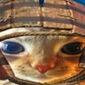 Фото профиля felipedecat