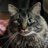 Occam's Razor's profile picture