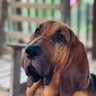 Profilbild von Rice’s Bloodhounds
