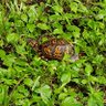 Фото профиля Nic...C 🐢🇺🇸