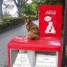 チー牛ロトくん222222 的头像