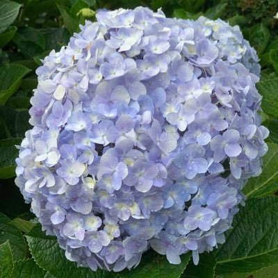Pipi527148141's profile picture