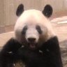 さちパンダ's profile picture