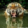 Tiger profil fotoğrafı