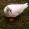 Duck_is✨✨'s profile picture