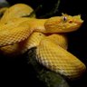 Pitviper567 的头像