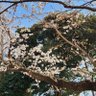 カルカン's profile picture