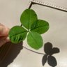 四つ葉ば🍀(バコ)🧧 的头像