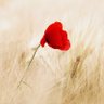 Fiore di campo profil fotoğrafı