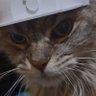 Th3Cat's profile picture