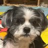 はるげんママ's profile picture