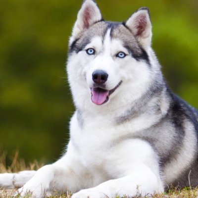 Husky Lovers Club's profile picture