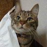 ね小判 的头像